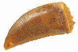 Serrated Raptor Tooth - Real Dinosaur Tooth #297725-1